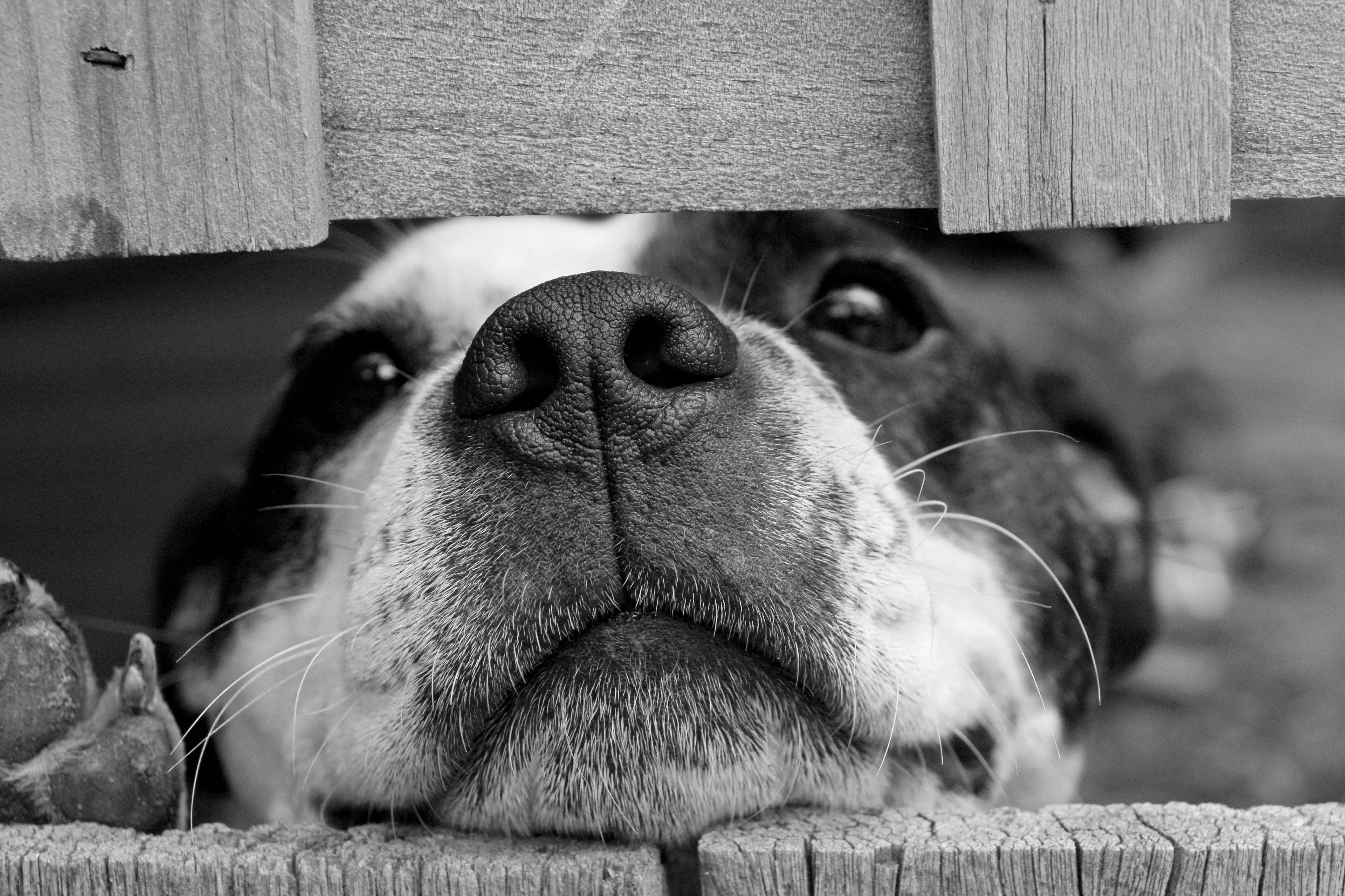 The Incredible World of Dogs: 12 Mind-Blowing Facts You Probably Didn’t Know
