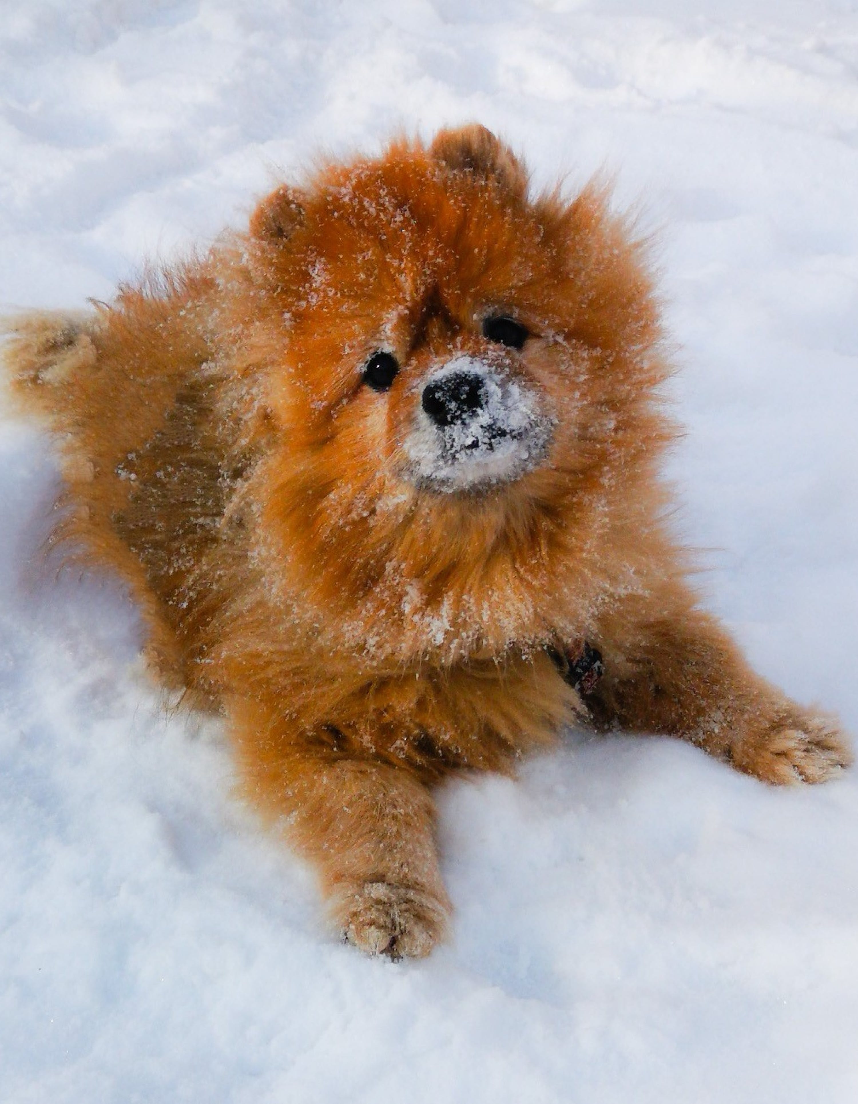 Chihua