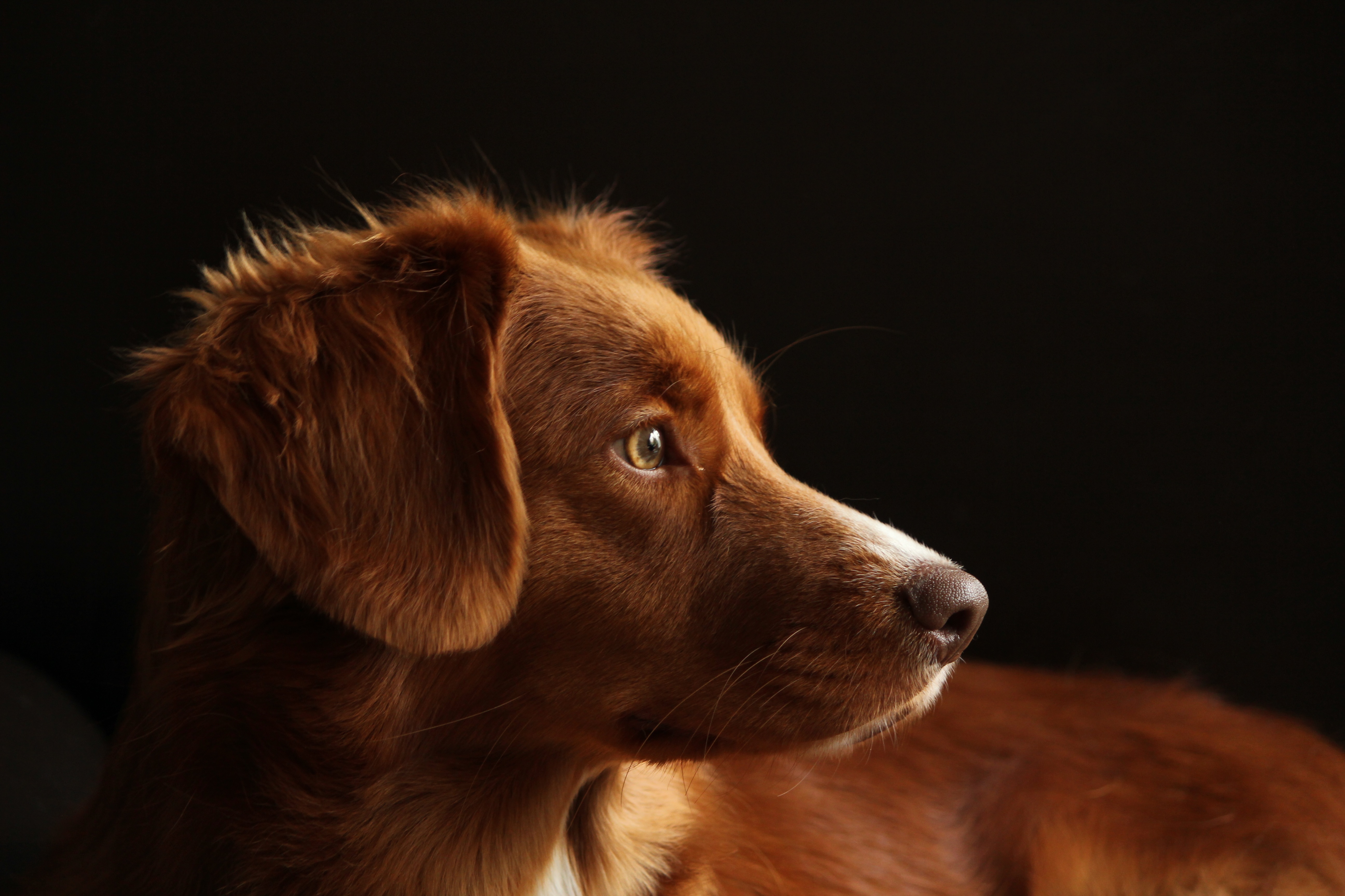 dog 3735336