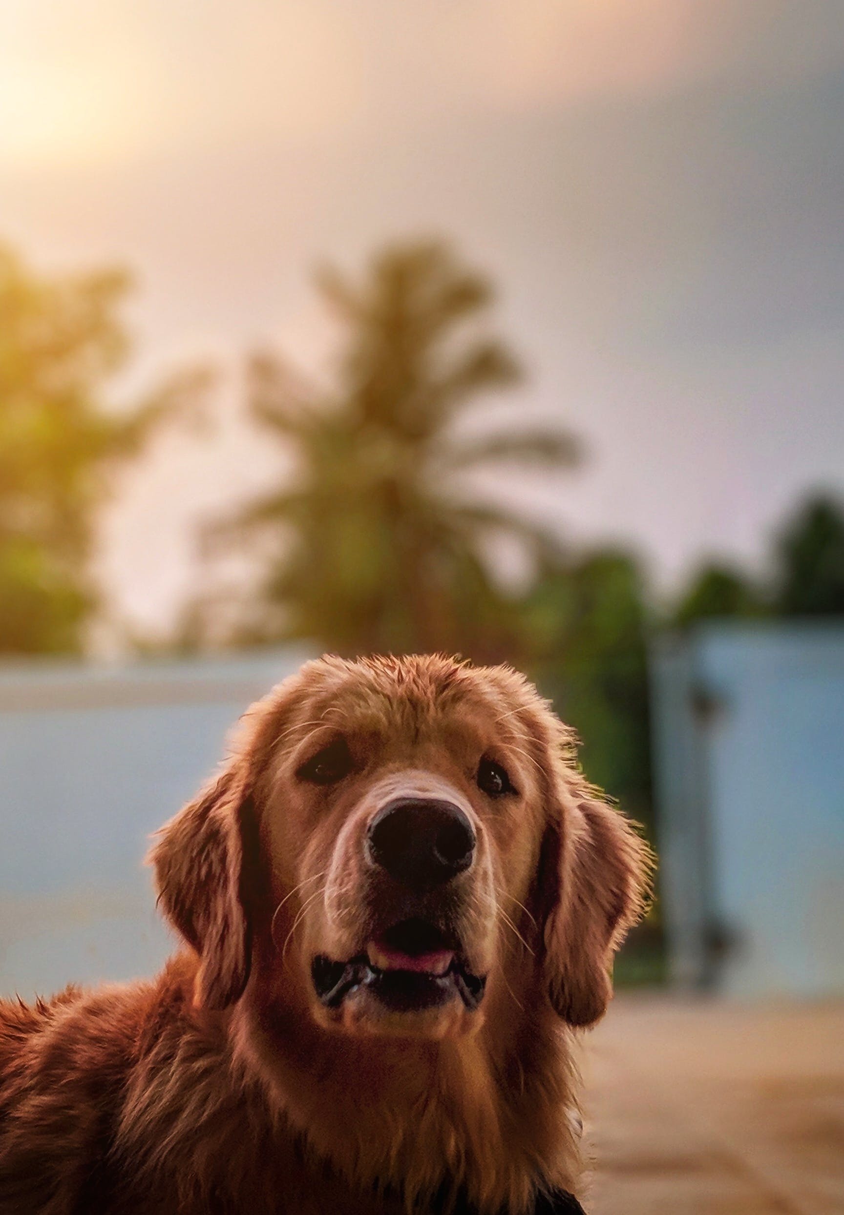 pexels mithul varshan 2318990
